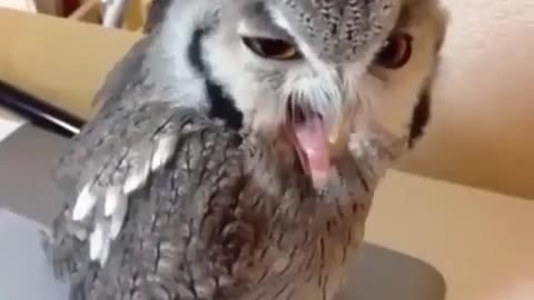 crazy owl