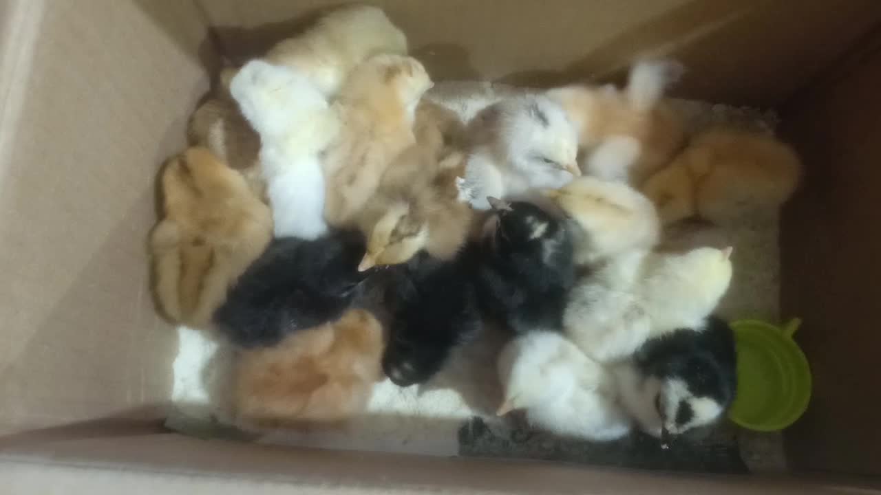 chick video