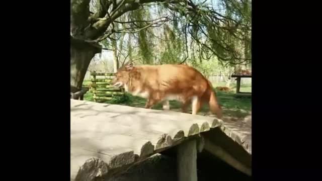 The Dhole or The Indian wild dogs 4