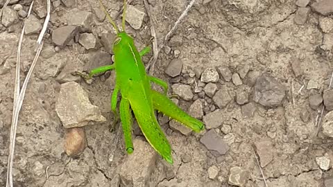 Grasshopper and nature