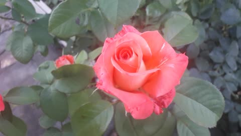 Have a nice evening friends