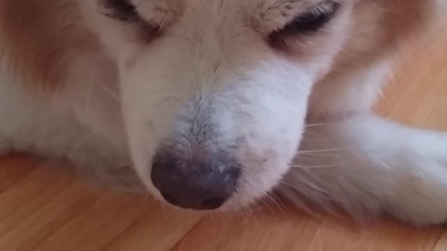 Clean the sleeping dog's eyes.