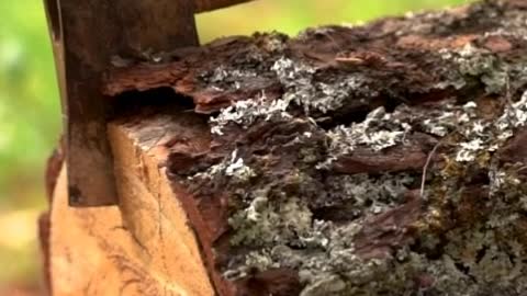 Man splitting a piece of log with an ax