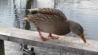 Wild Life, Mud Lake, Ottawa, ON, CA.