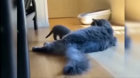 Funny ANIMALS videos😂Funniest CATS