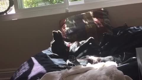 Black dog laying on sofa with fan pointed at him on his back