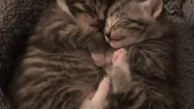 siblings love - kitten