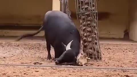 Buffalo helps tortoise