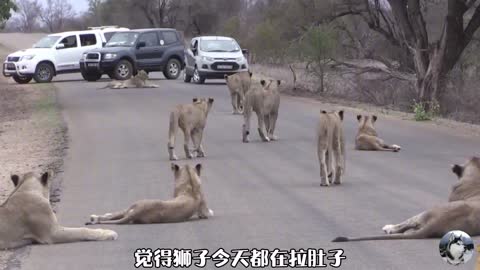 10多頭獅子霸氣“堵路”，本以為是王者，沒想到全是青銅