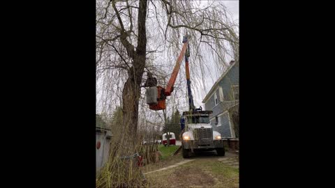 Timberlimb Tree Services - (506) 300-0174