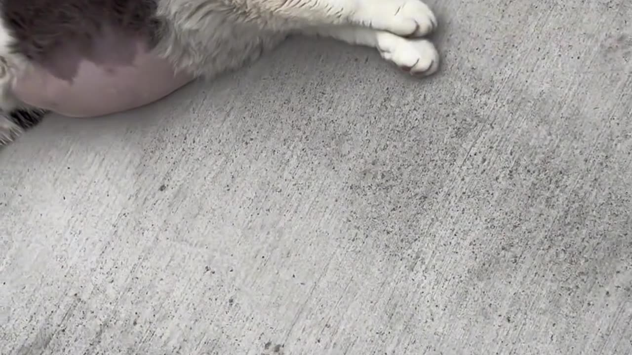 Cat people are tired of their daily walks