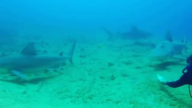 Experienced Diver Feeding Big Fishes At The Bottom Of The Sea