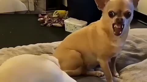 Want to fight