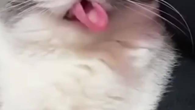 Dog video comedy entertainment