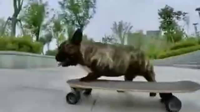 Best Funny Cats and Dogs Compilation # 5