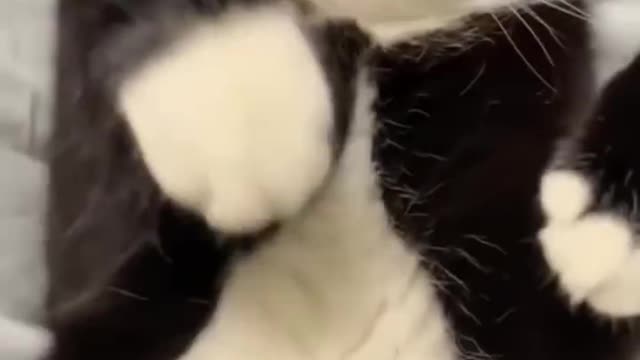 funny cats