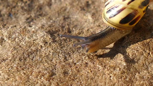 Snail walking the earth