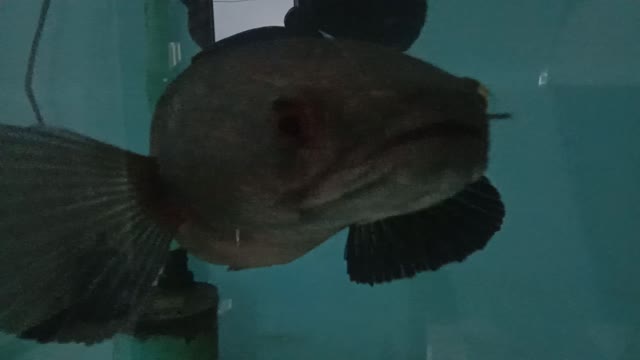 My Pet CHANNA Fish