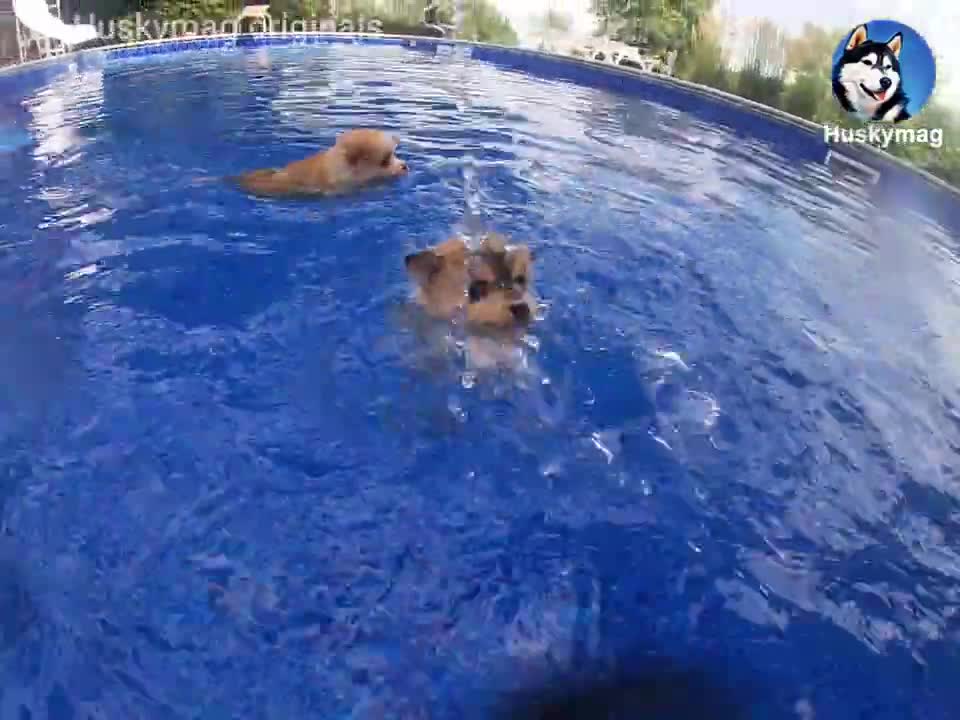 3 weeks old puppies learning to swim