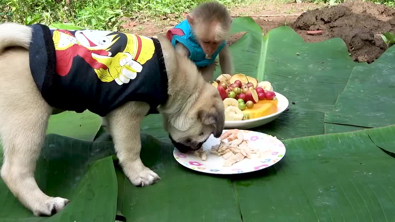 Monkey BiBi and BoBo & Baby Pug enjoys a fruit party 🍉🍇🍒