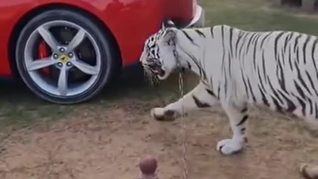 Tiger playing with his owner