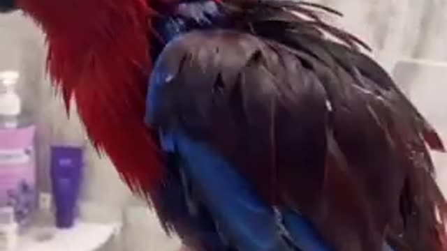 cute pets