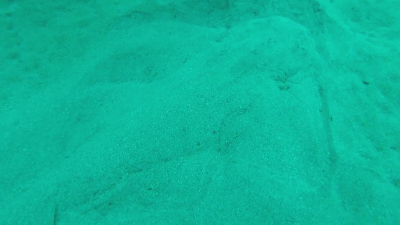 Angel Shark Hiding in the Sand