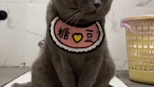 Cats with politeness, fan, animals, entertainment
