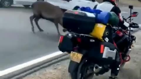 Deer attack