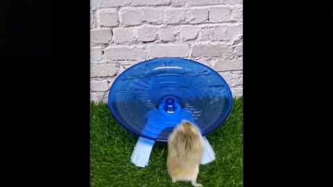 cute and funny Cat's and Dogs Pets and Owners are the best friends Videos