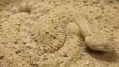 It's Amazing Snake Wow #Viral