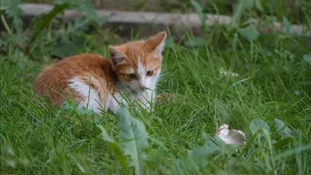 Funny Cat