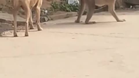 Funny,Animal,video, Animals