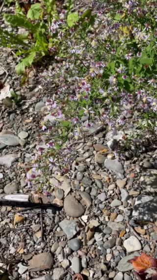 A very, very busy bee here!!!!!