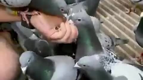 Pigeons Eating Pills