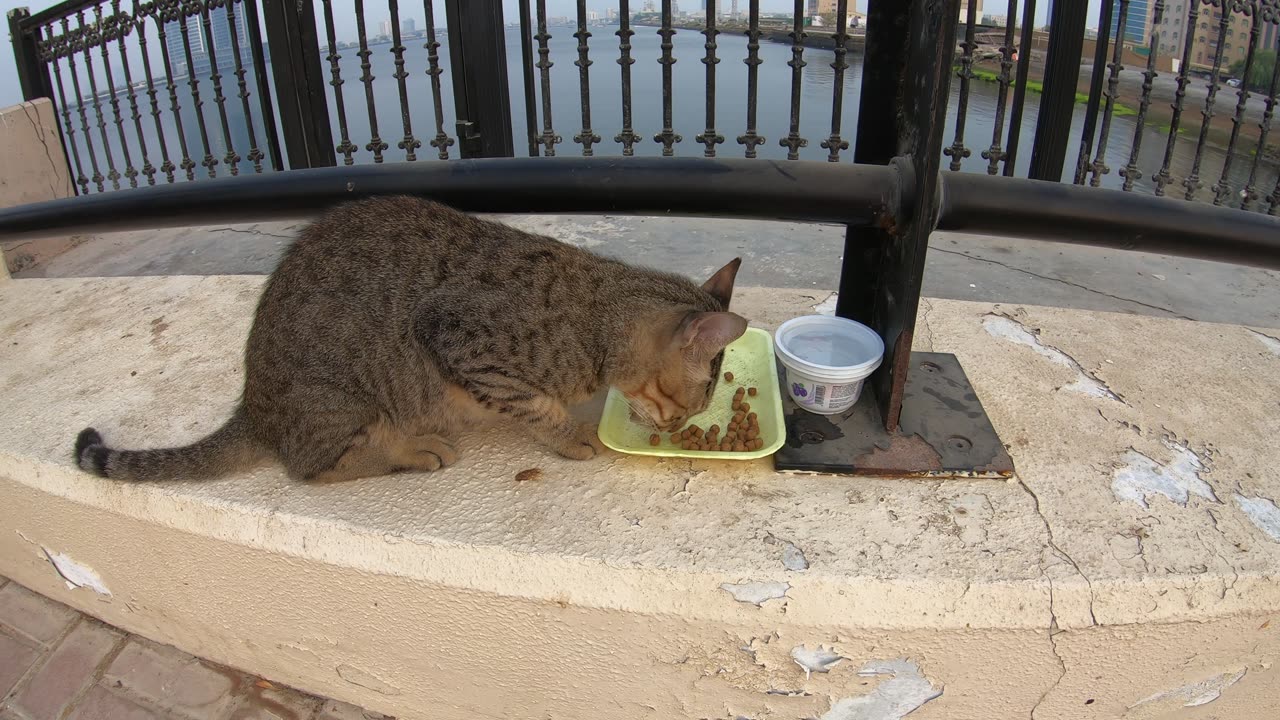 MICHAEL JACKSON - Homeless cat in Ras Al Khaimah, UAE #cat #cats #MichaelJackson #emirates #ae #UAE