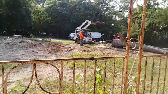 Last tree down