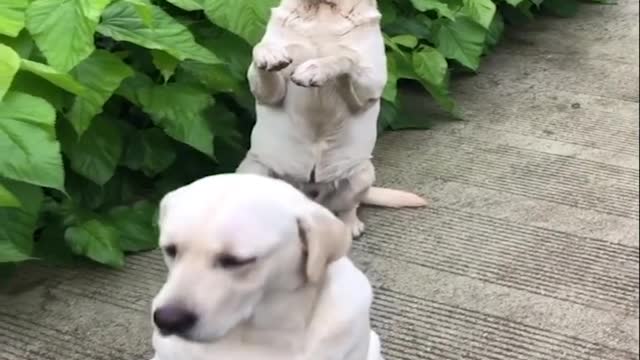 Funniest & cute puppe Labrador Puppies #2 - Funny Puppy Videos 2022