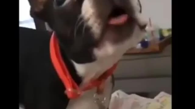 Dog Entertaining Video