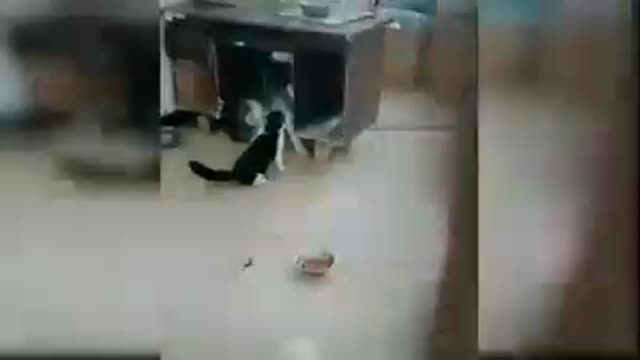 Smart animals