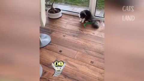 WOWW SO CUTE ♥♥..Best Funny Cat Videos 2021