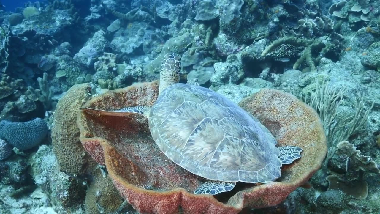 Green sea turtle