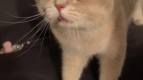 Cute baby cat funny video