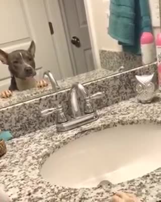 Pup sees herself in the mirror, gets a little scared of her reflection