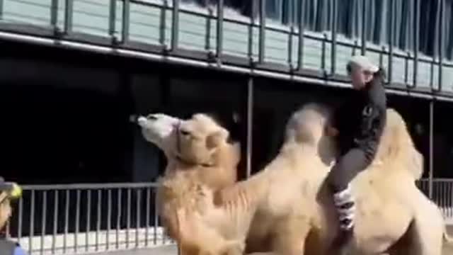 Funny Camel Ride Goes Wrong Funny Animals