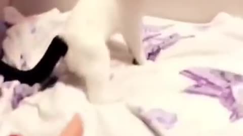 Crazy and cute and beautiful cats craziest