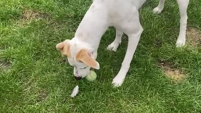 Mia trying to work out what the bird feather is