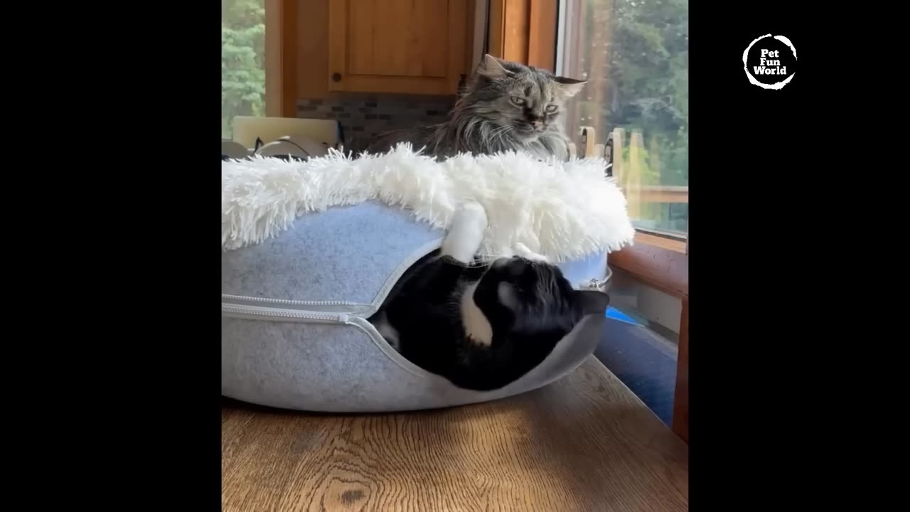 Funny cats and dogs part 3