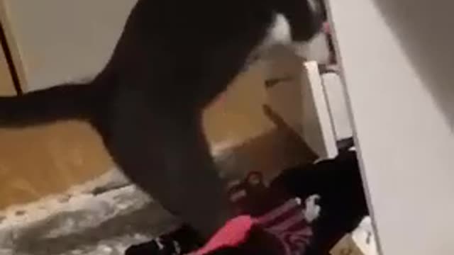 Angry cat,,