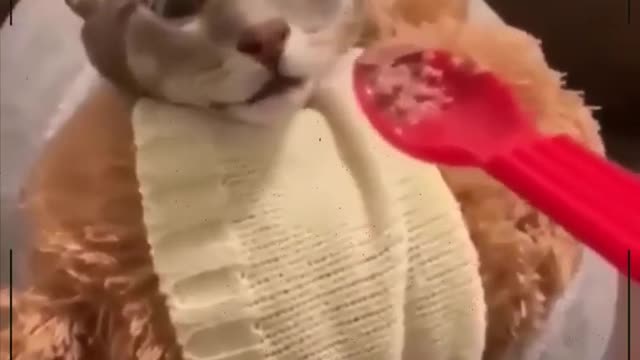 FUNNY VIDEOS OF CATS COMPILATION